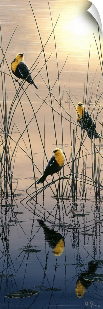 yellow headed blackbirds sitting in marsh at sunrise