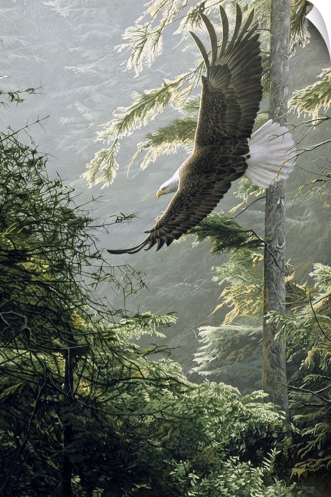 An eagle soars above a forest, the morning light shining on the leaves.