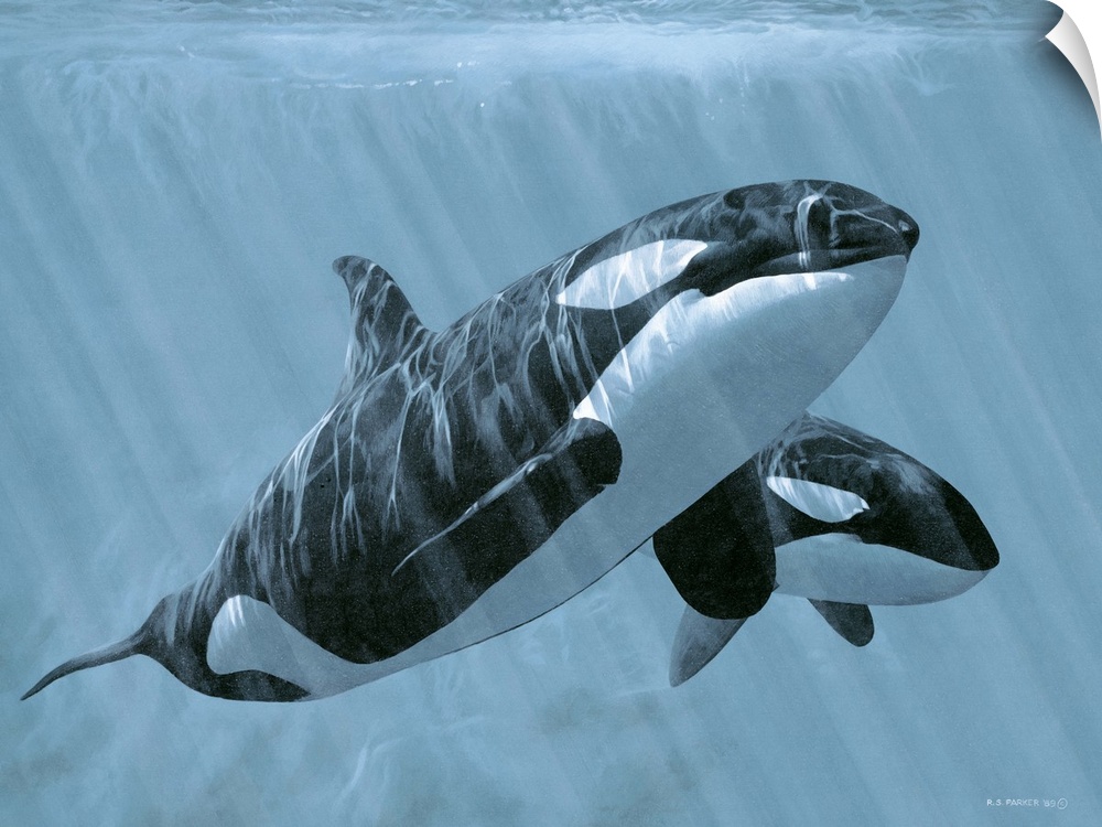 Two orcas glide underwater.