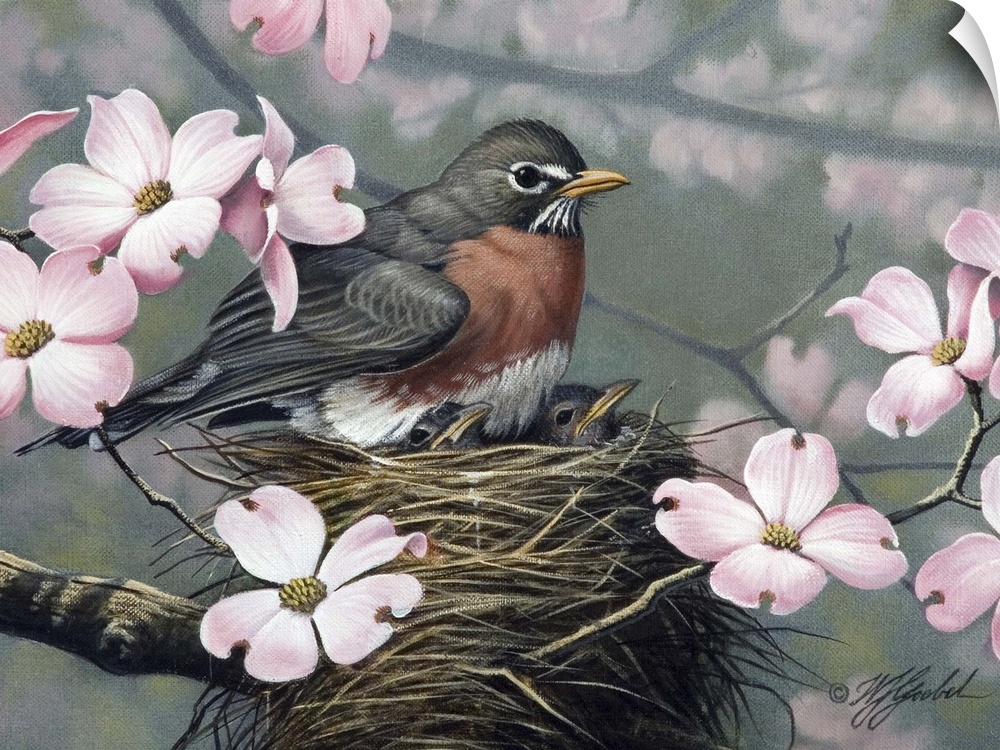 Robin in nest surround by apple blossoms.