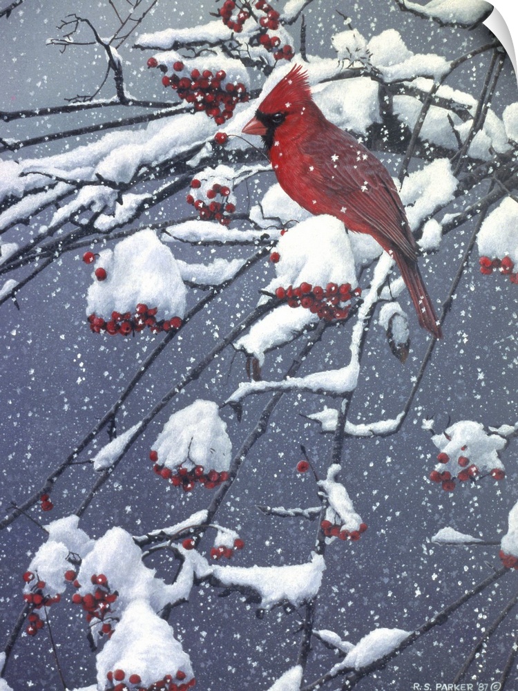 A male cardinal on a snow covered tree limb.