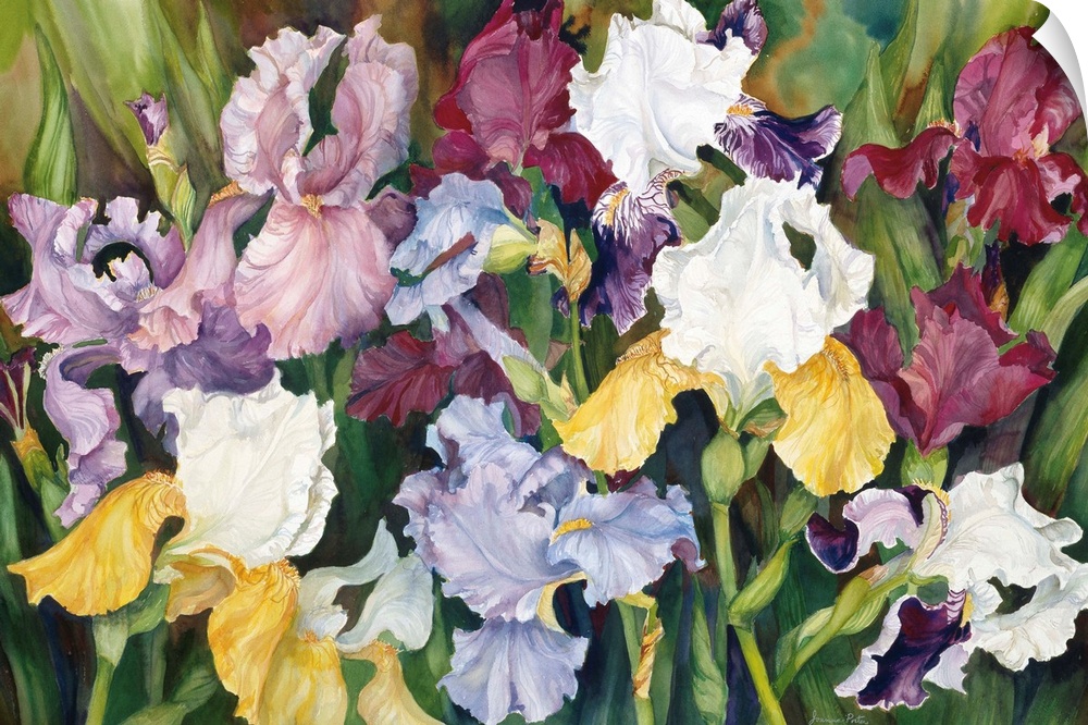 Colorful contemporary painting of multi-colored iris'.