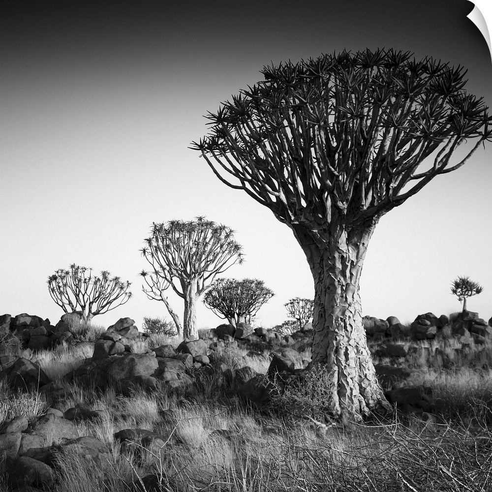 Namibia Quiver Trees, black and white photography