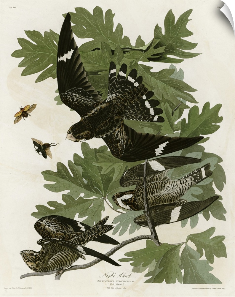 Audubon Birds, Night Hawk