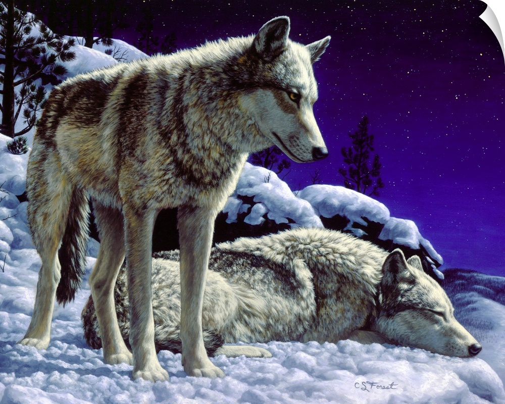 Two wolves in the snow