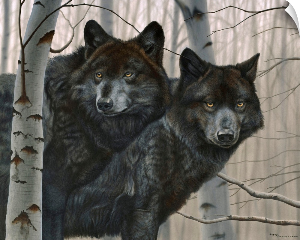 Two black wolves in birches.