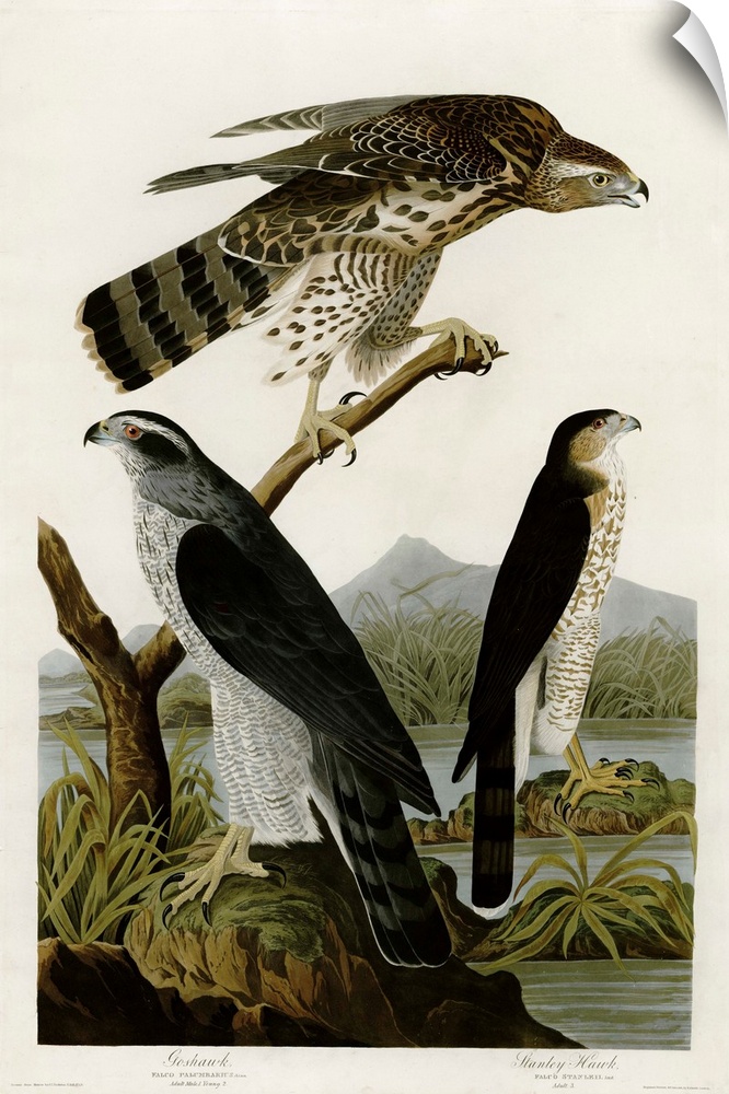 Audubon Birds, Goshawk Stanley Hawk
