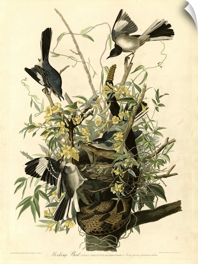 Audubon Birds, Mocking Bird