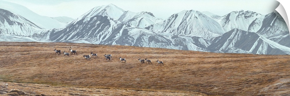 A group of caribou makes its way across a fall field.