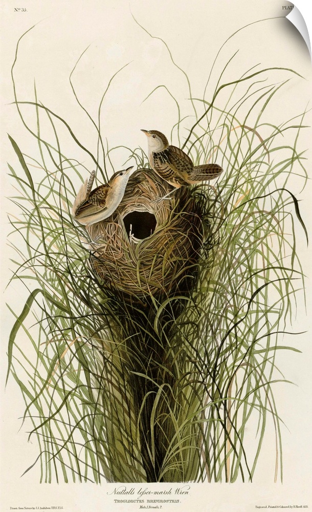 Audubon Birds, Nuttall's Lesser-Marsh Wren