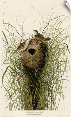 Nuttall's Lesser-Marsh Wren