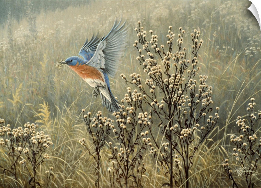 Eastern bluebird flying over a meadow.