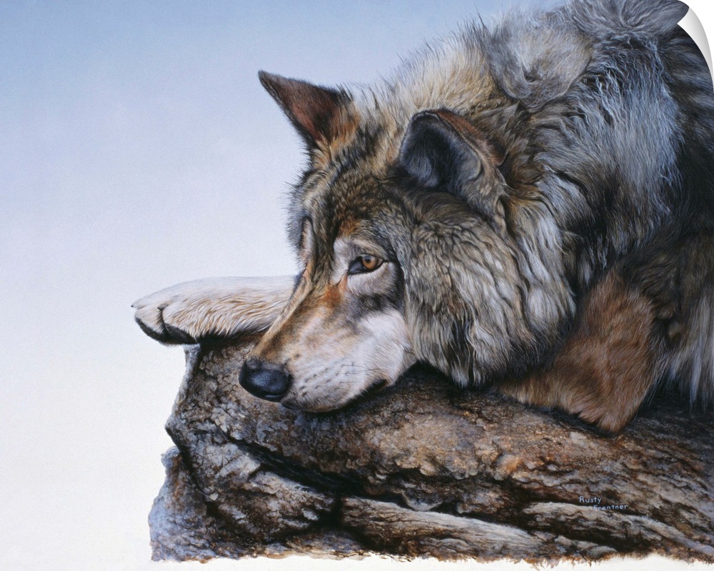 A wolf lies down to rest on a rock.