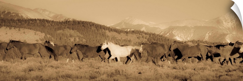 Wild white horse amongst roans