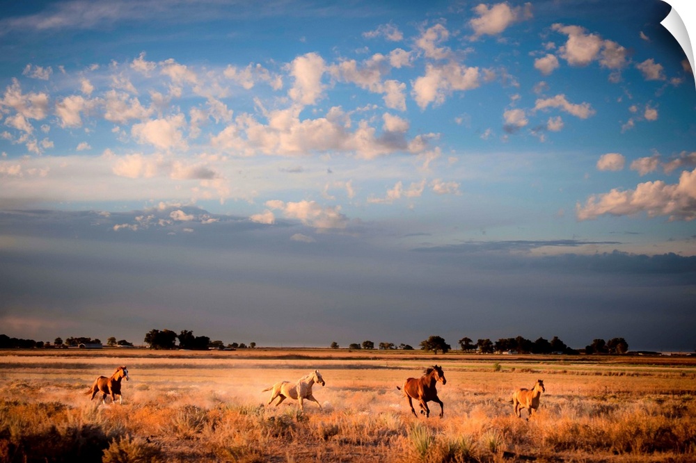 horses running in open landscape