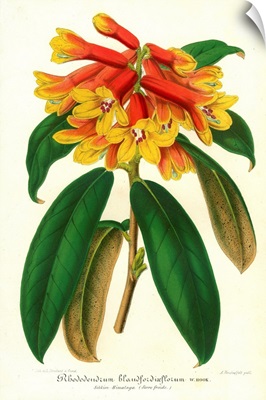 Orange Yellow Rhododendron