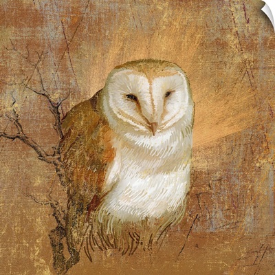 Owl in the wood