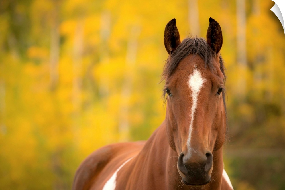 Wildlife portrait of a brown horse with white markings with a yellow and green Autumn background.