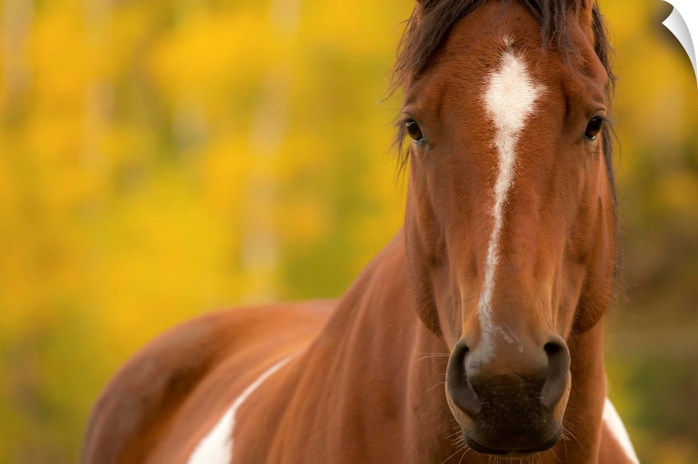 Portrait of a brown and white horse with a shallow depth of field and a yellow and green background.