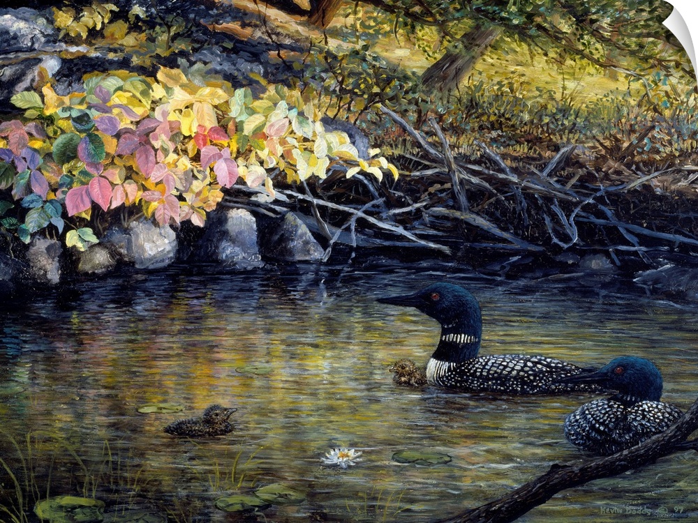 Contemporary artwork of two common loons and their chicks.