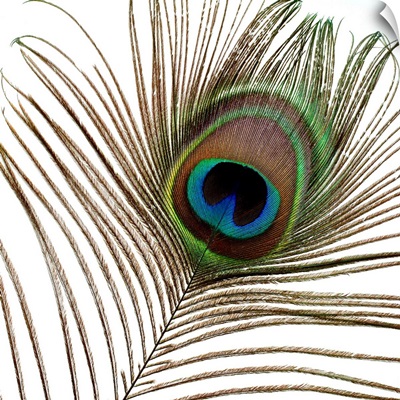 Peacock Feather 01