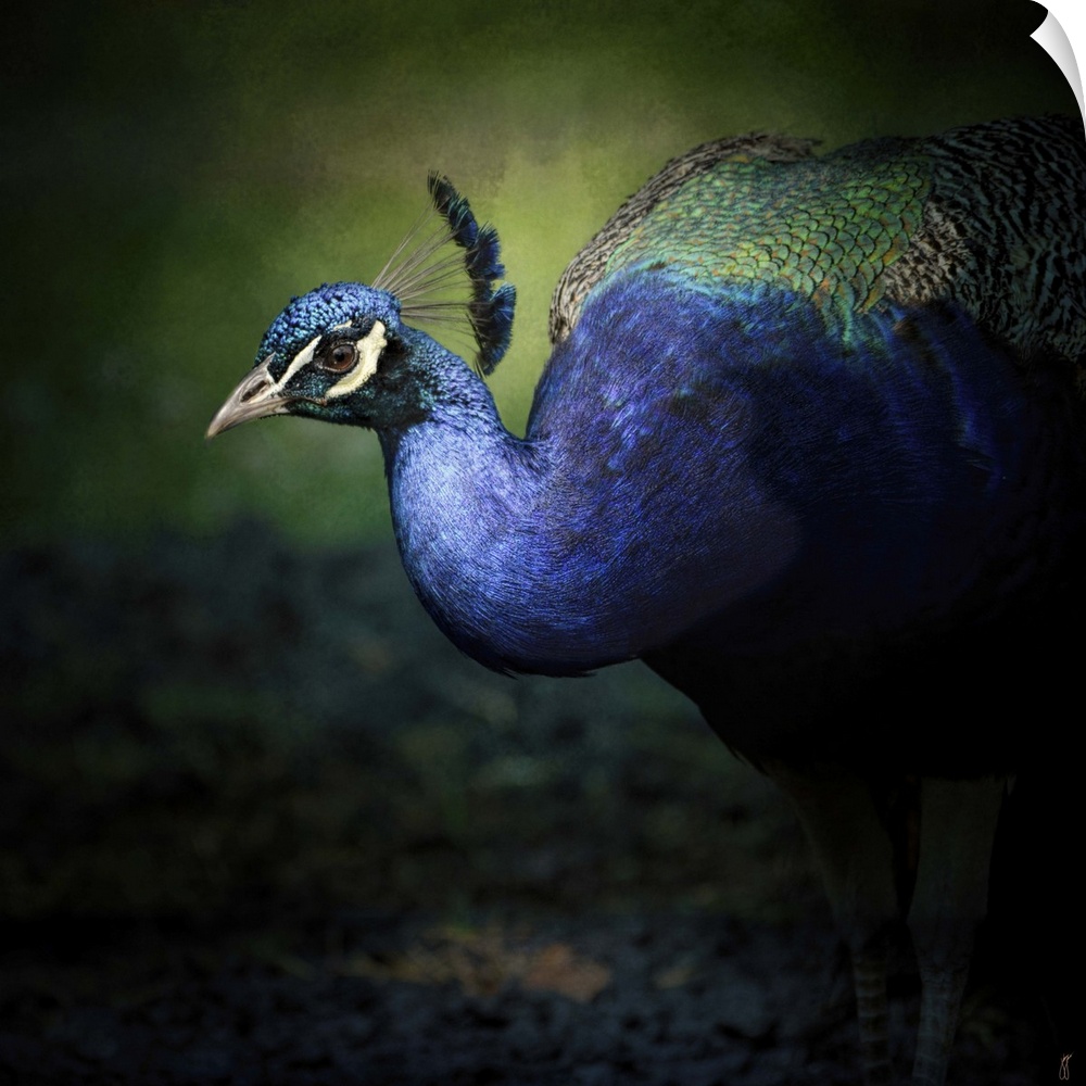 Fine art photo of a brightly peacock emerging form the shadows.