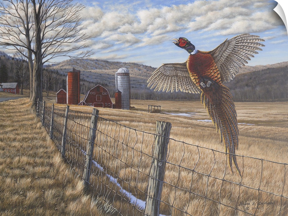 Contemporary painting of a pheasant flying over farm fence with field and barn in the background