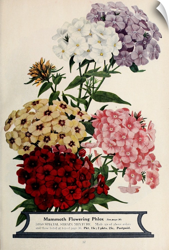 Vintage poster advertisement for Phlox.