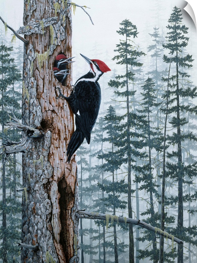 a red headed wood pecker on a dead tree