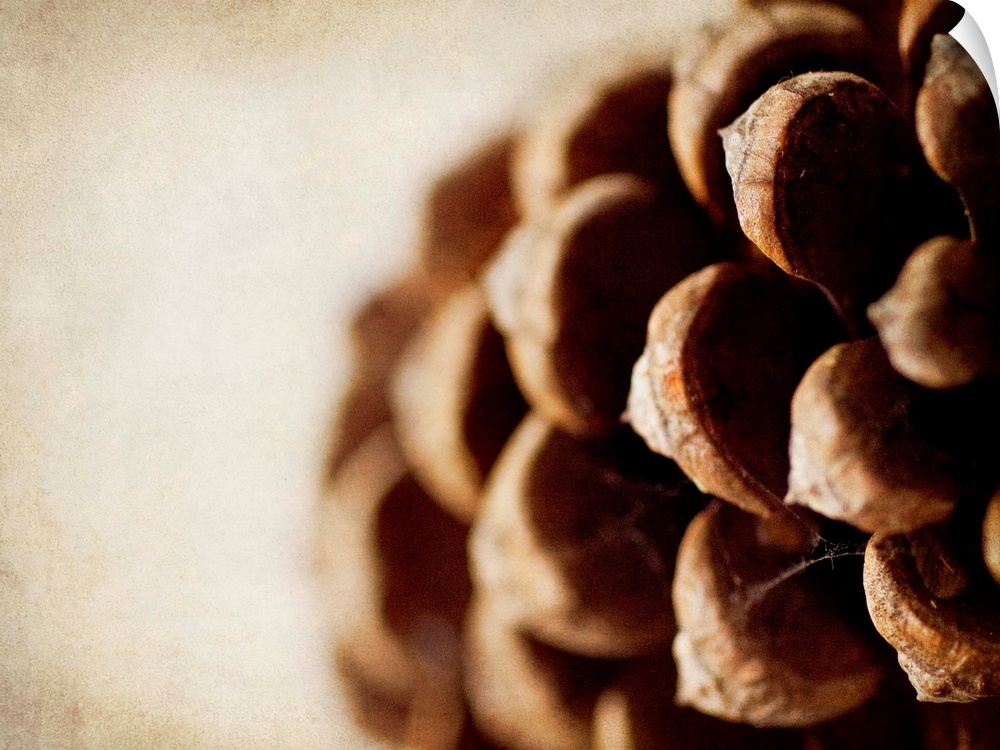 Photograph of an extreme close-up of a pine cone.