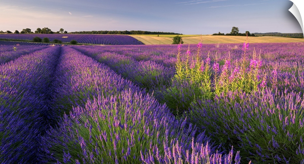 Bright purple lavender fields in warm sunlight.