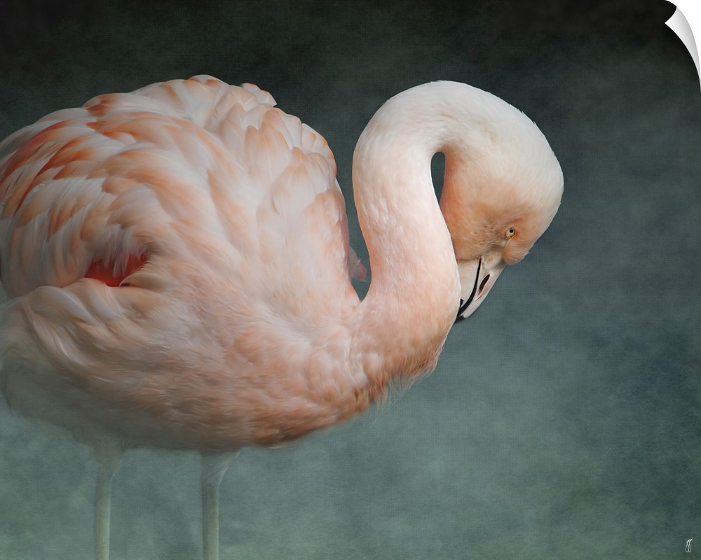 A Greater Flamingo with its neck curved down.