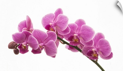 Pink Orchid on White 01