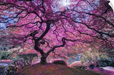 Pink Tree II