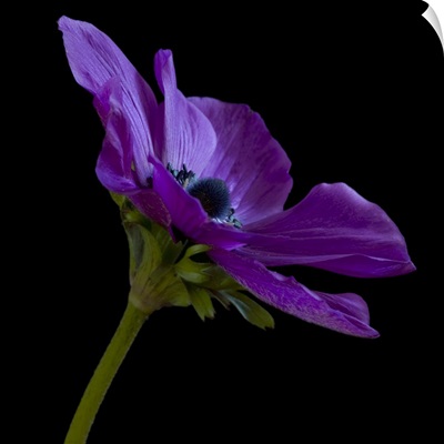 Purple Flower on Black 03