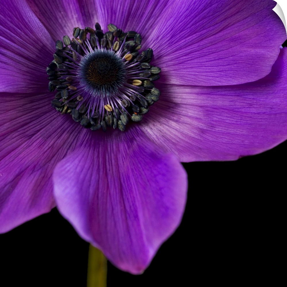 Purple Flower on Black 04