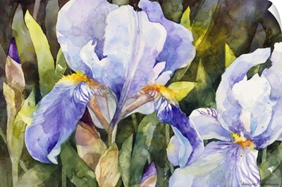 Purple Iris Closeup