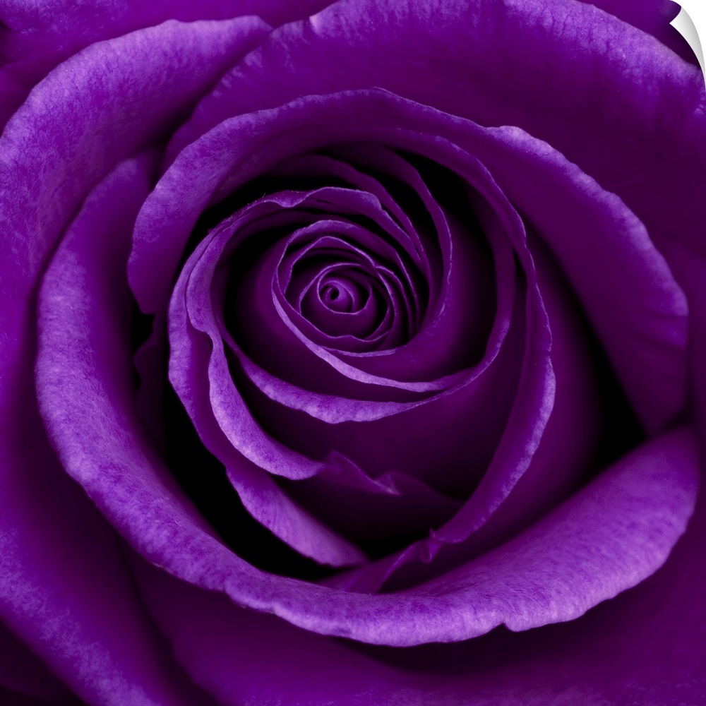 Purple Rose 01