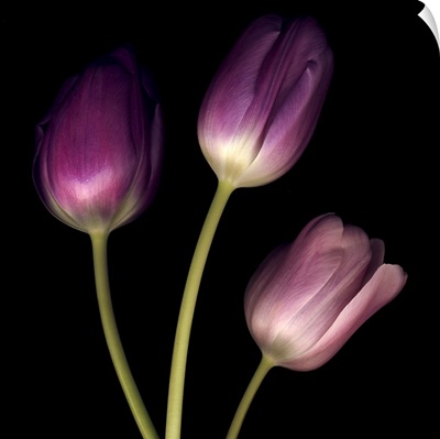 Purple Tulips on Black 01