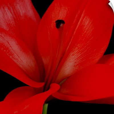 Red Flower on Black 03