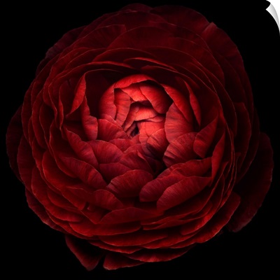Red Flower on Black 05