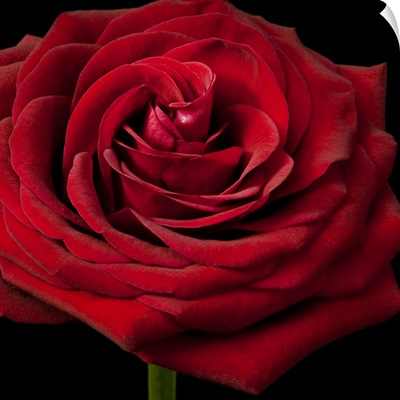 Red Rose 02