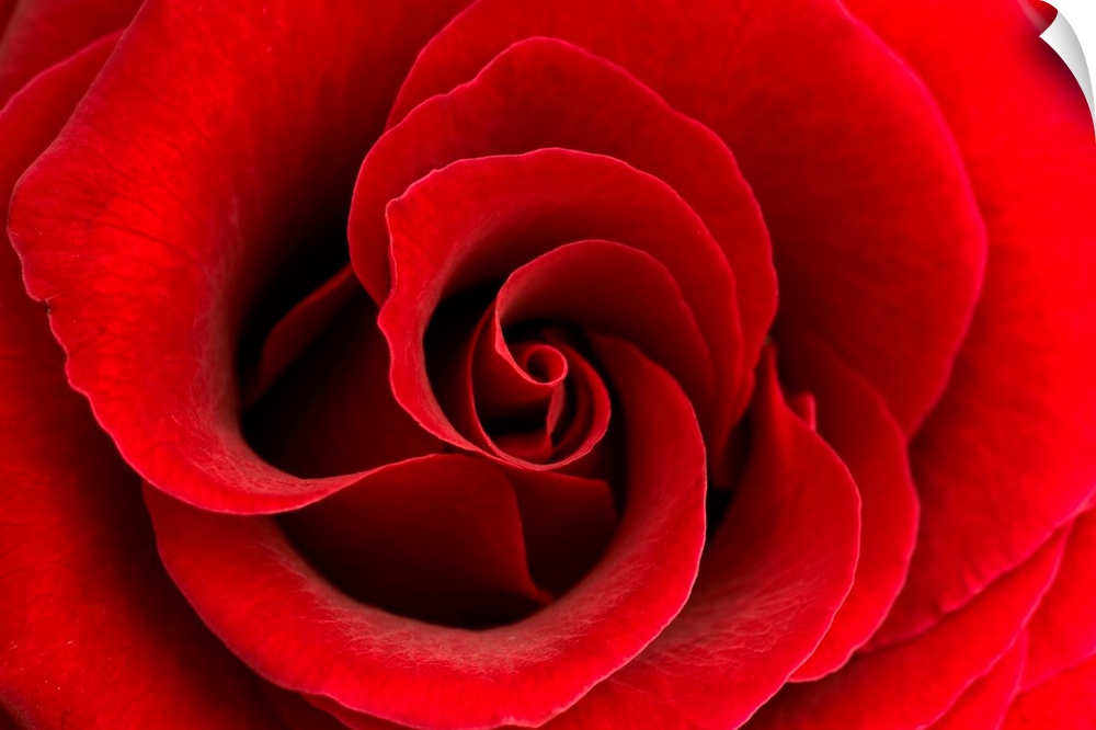 Red Rose 03