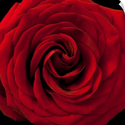 Red Rose 04