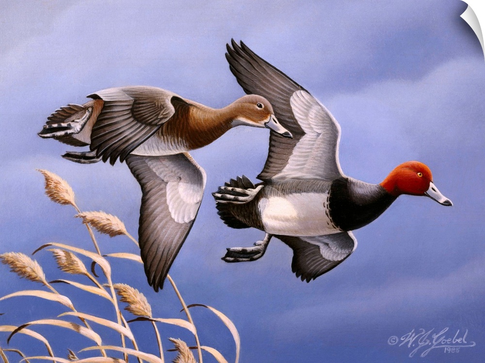 Two redhead ducks in flight.