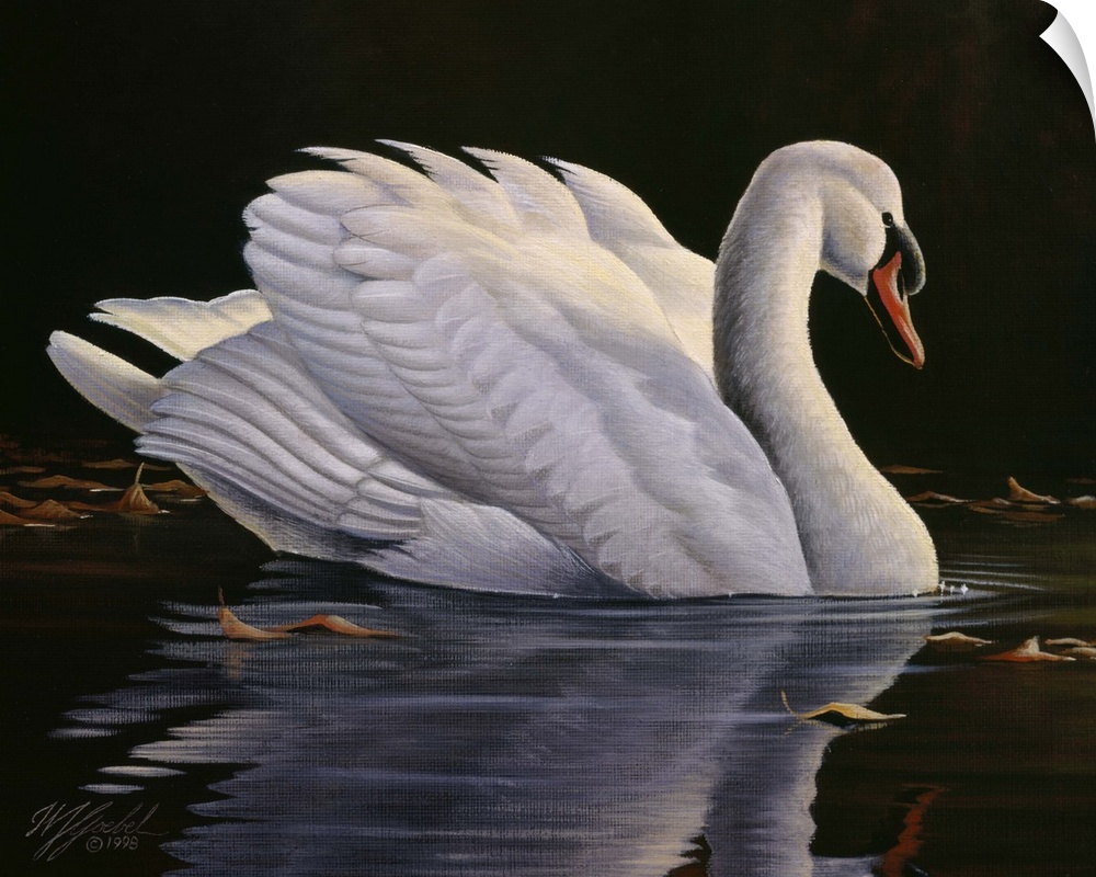 Mute swan floating in the water looking pleasant and peaceful.