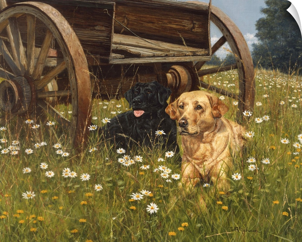 Yellow lab laying in field of daisies next to a wooden cart looking at a butterfly.