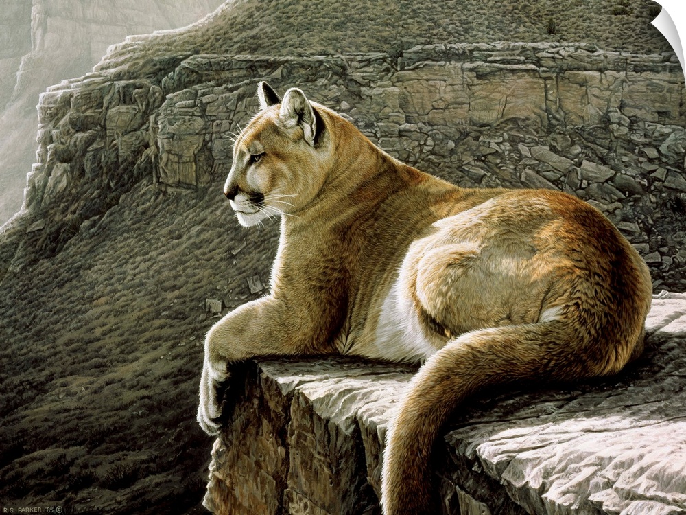 A cougar lying on a rocky ledge.