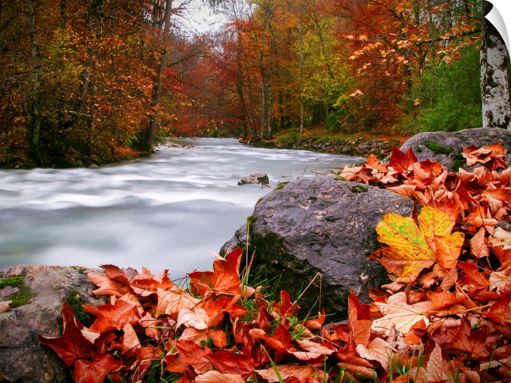 Long exposure photograph of a rushing river in the forest with red and yellow Autumn leaves on the ground.