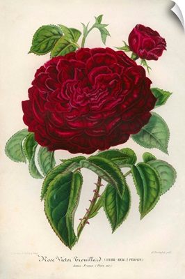 Rose Victor Trouillard